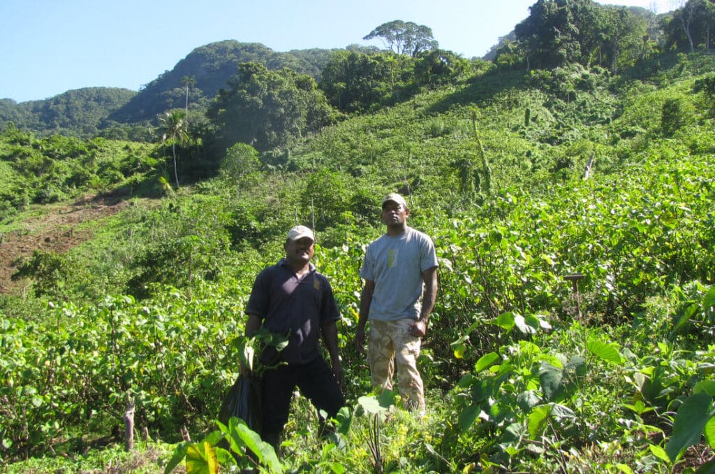Fiji Kava plantation
