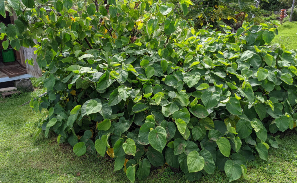 Borogu Kava plant