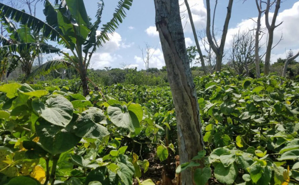 kava growing in Tonga