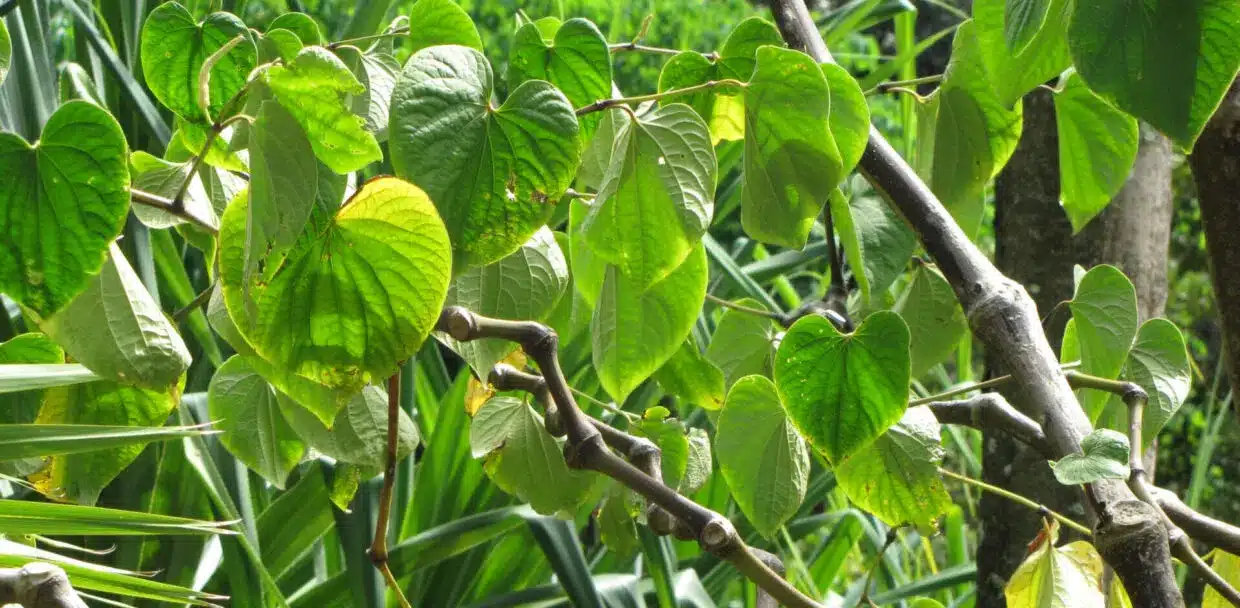 Tudei Kava vs Noble Kava